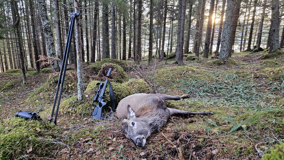 Lenke til artikkel: Høring - Forskrift om fastsetting av fellingsavgifter for elg og hjort, Averøy kommune, Møre og Romsdal 
